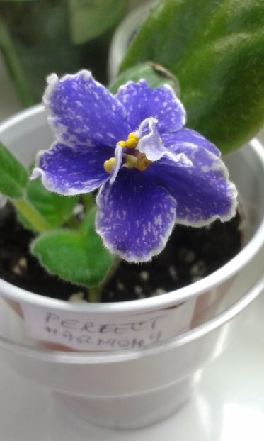  - ZZ Perfect Harmony