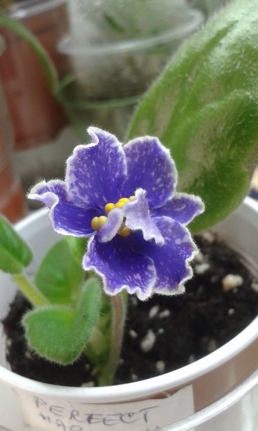  - ZZ Perfect Harmony