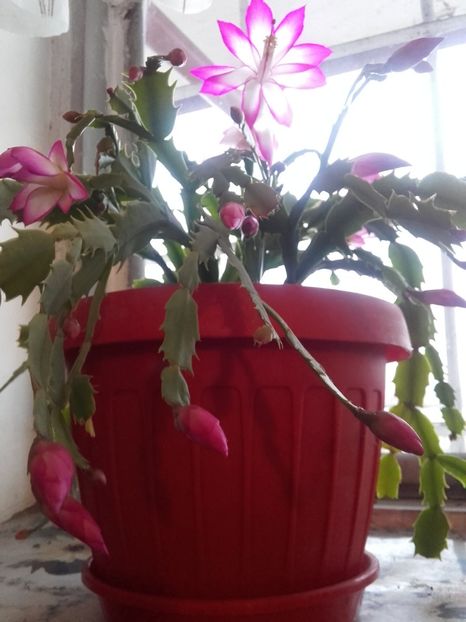  - Schlumbergera