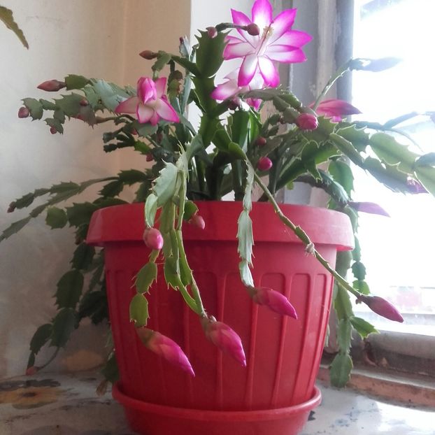 20171115_093756-1 - Schlumbergera