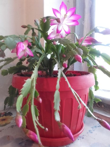  - Schlumbergera