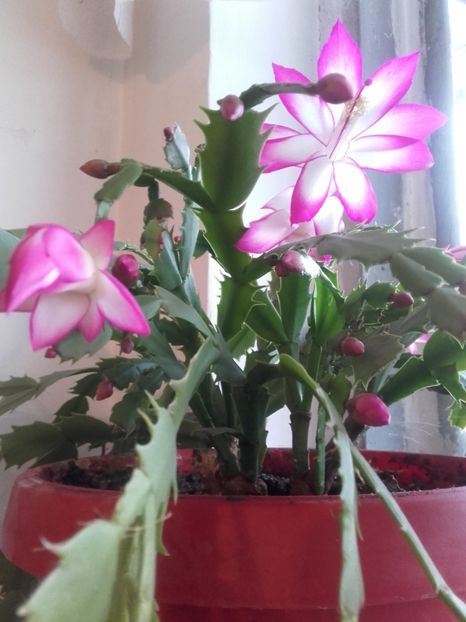  - Schlumbergera