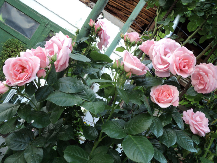 poze 2014 225 - Un catarator necunoscut Posibil New Dawn ?