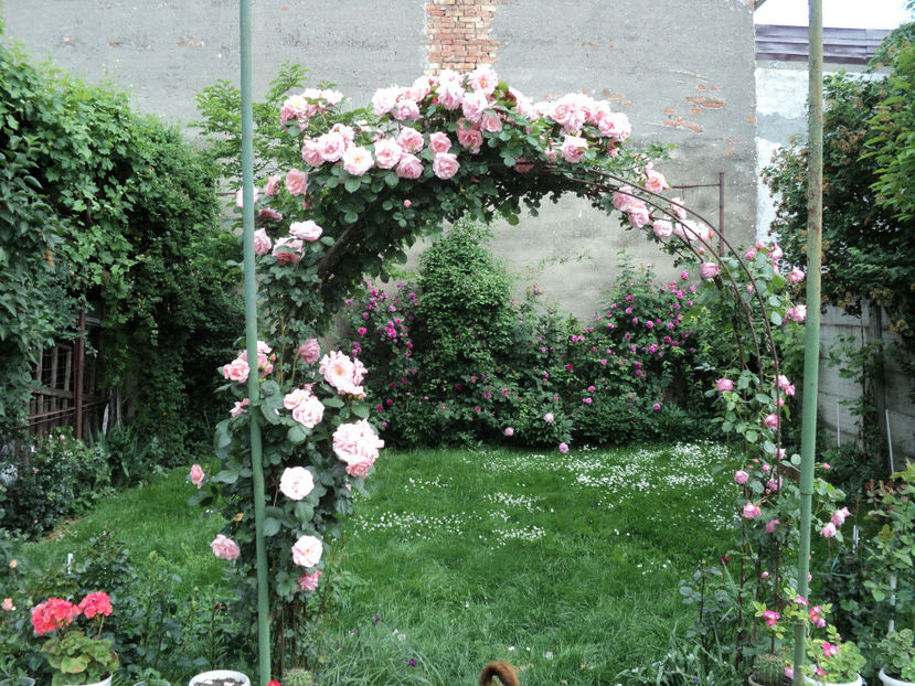 poze 2014 285 - Un catarator necunoscut Posibil New Dawn ?