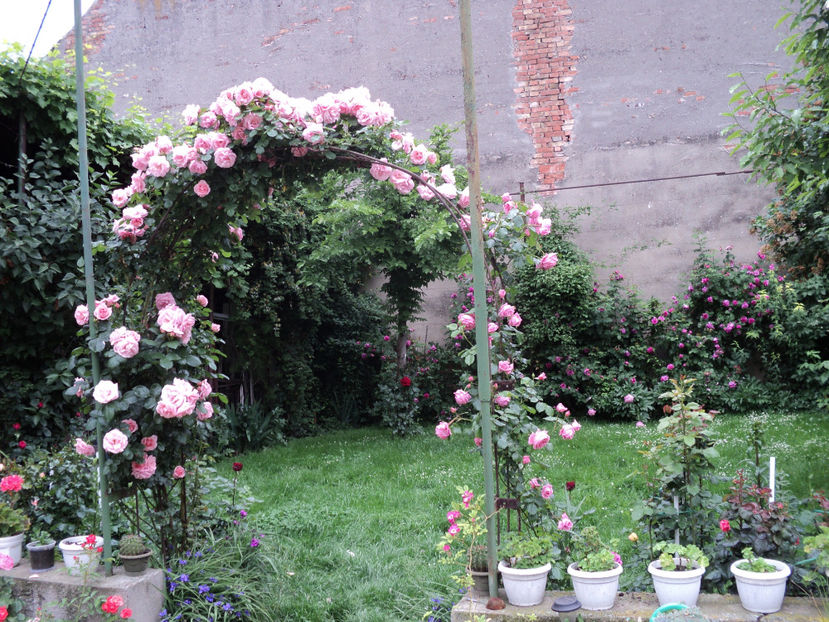 poze 2014 317 - Un catarator necunoscut Posibil New Dawn ?