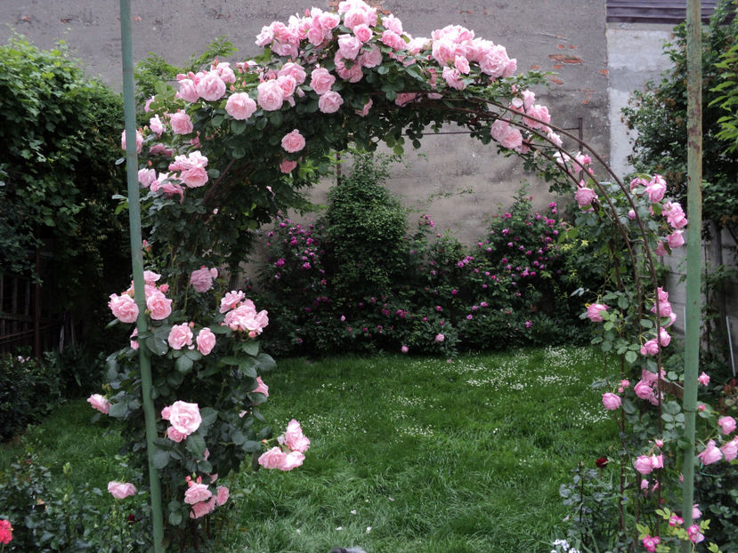 poze 2014 342 - Un catarator necunoscut Posibil New Dawn ?