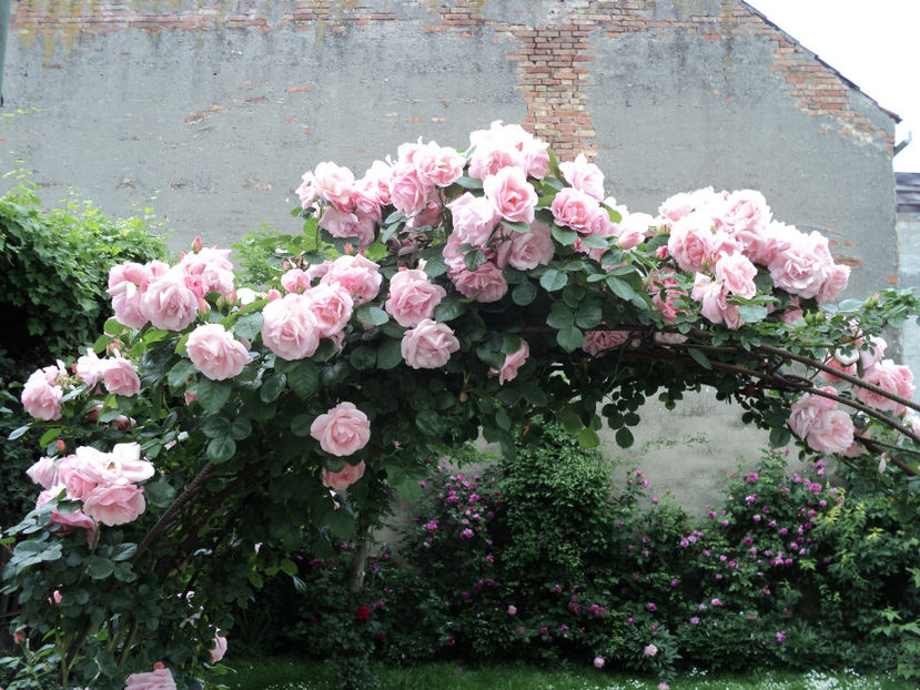 poze 2014 352 - Un catarator necunoscut Posibil New Dawn ?