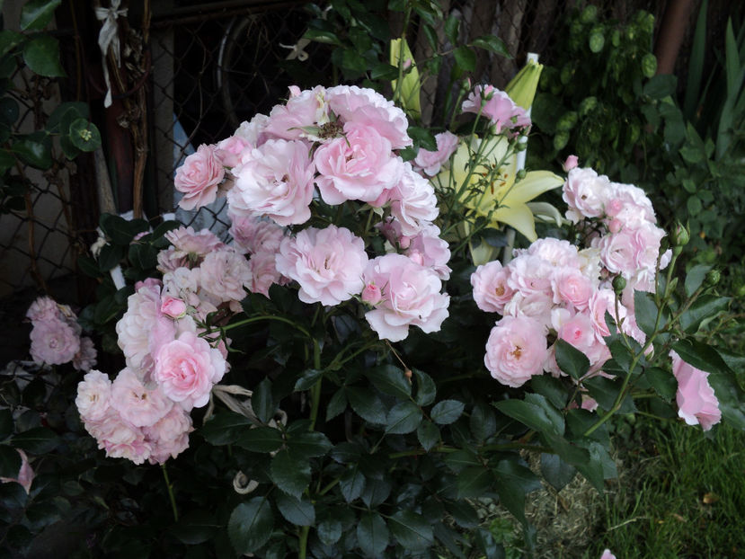 poze 2014 462 - Un catarator necunoscut Posibil New Dawn ?