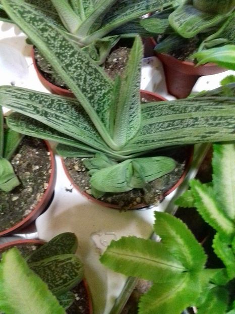 gasteria 22ron au 2,3 pui - 0 disponibil suculente si cactusi