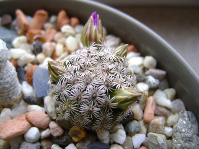 Mammillaria hernandezii - Cactusi 2017 final de an