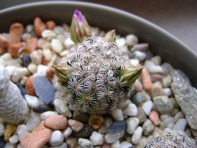 Mammillaria hernandezii - Cactusi 2017 final de an