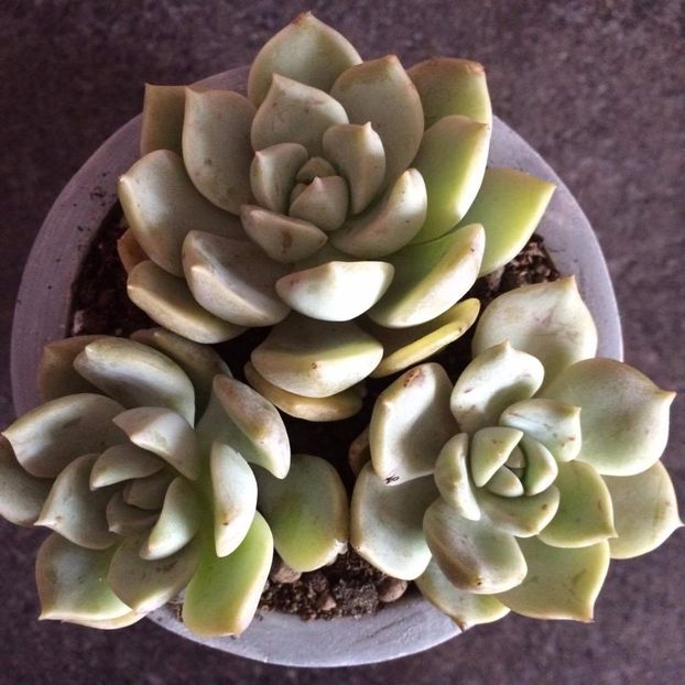 Echeveria Derenbergii - Suculente