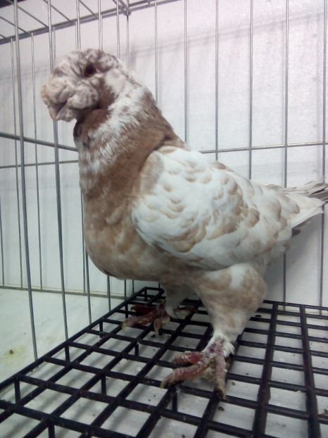 Mascul 2015 - Porumbei americani