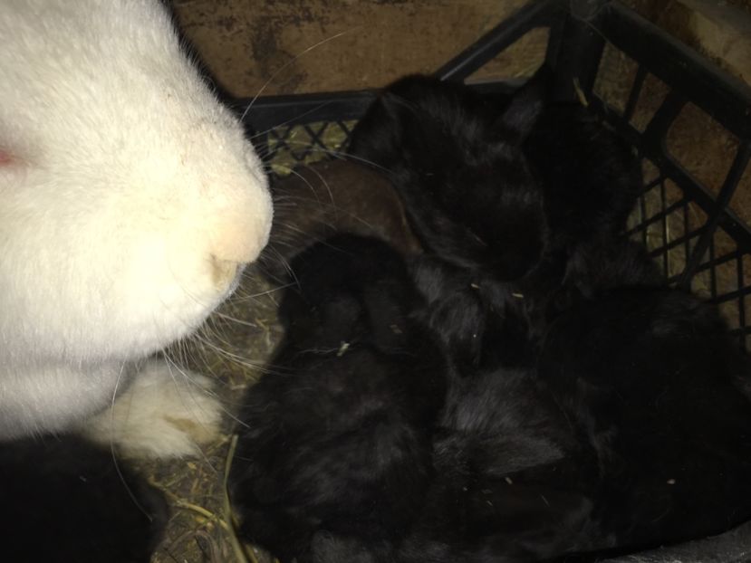 10 puișori 15.11.17 Tatal negru cu havana - X Iepuri ce i-am avut