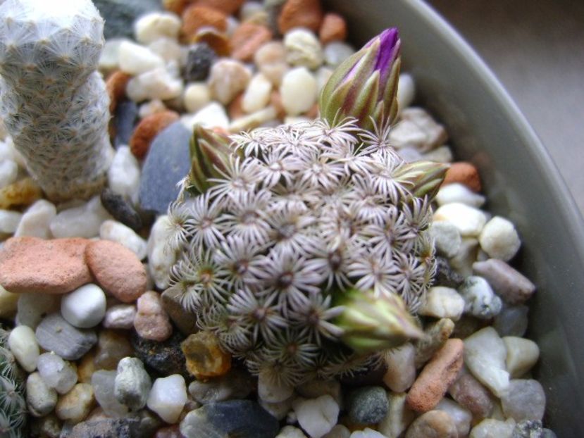 15 nov. 2017: Mammillaria hernandezii - Flori in plina iarna