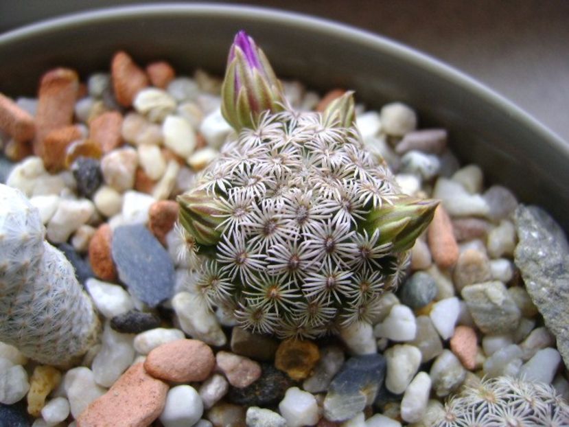 15 nov. 2017: Mammillaria hernandezii - Flori in plina iarna