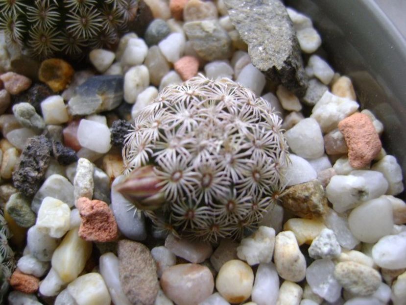 15 nov. 2017: Mammillaria hernandezii - Flori in plina iarna