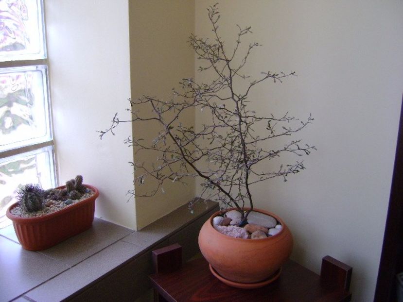 Corokia cotoneaster, in culori de toamna - Bonsai si prebonsai 2016-2017