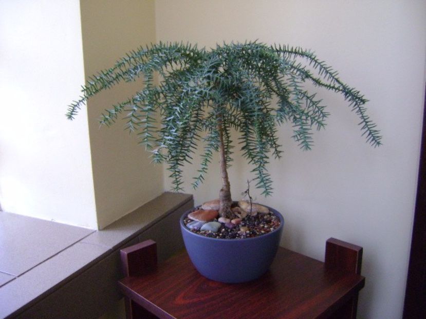 Araucaria cunninghamii v. glauca - Bonsai si prebonsai 2016-2017