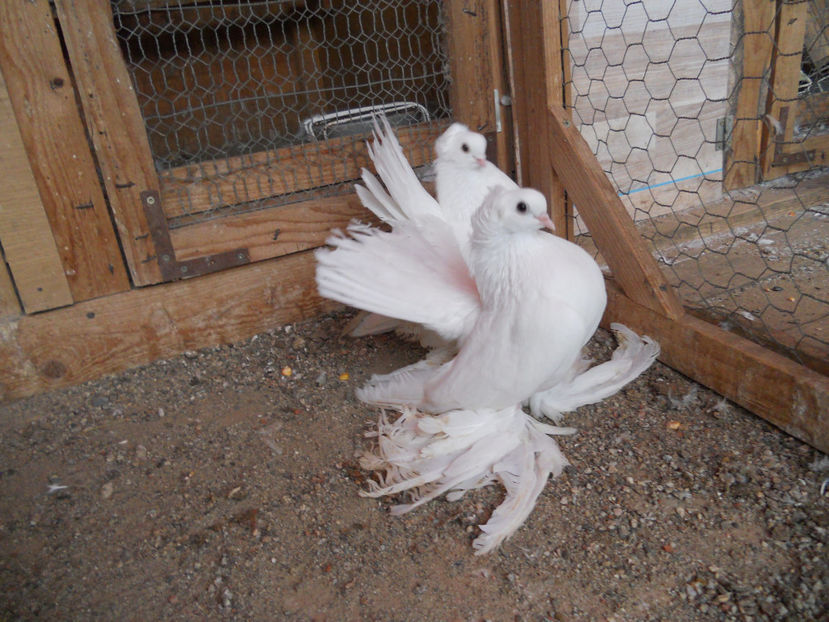  - SIBERIENI 2017 DE VANZARE