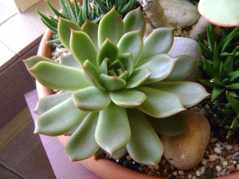 Echeveria agavoides - Suculente 2017