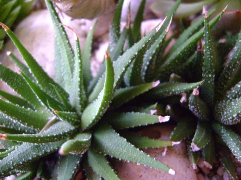 Haworthia attenuata - Suculente 2017