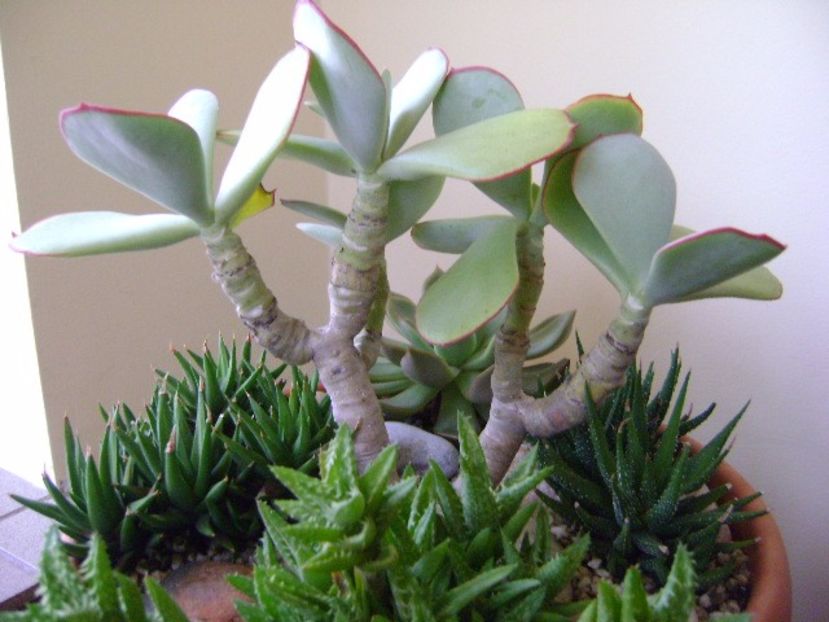 Crassula arborescens - Suculente 2017