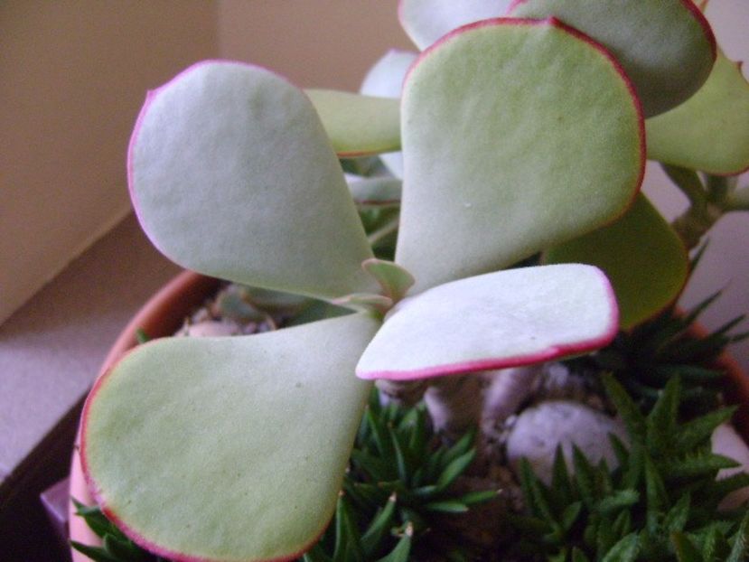Crassula arborescens - Suculente 2017