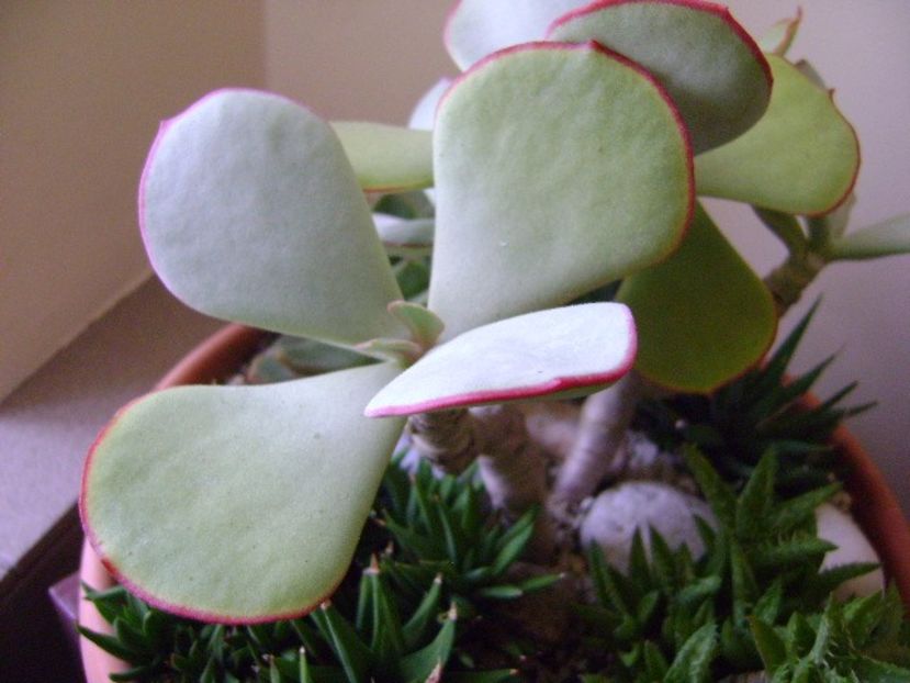 Crassula arborescens - Suculente 2017