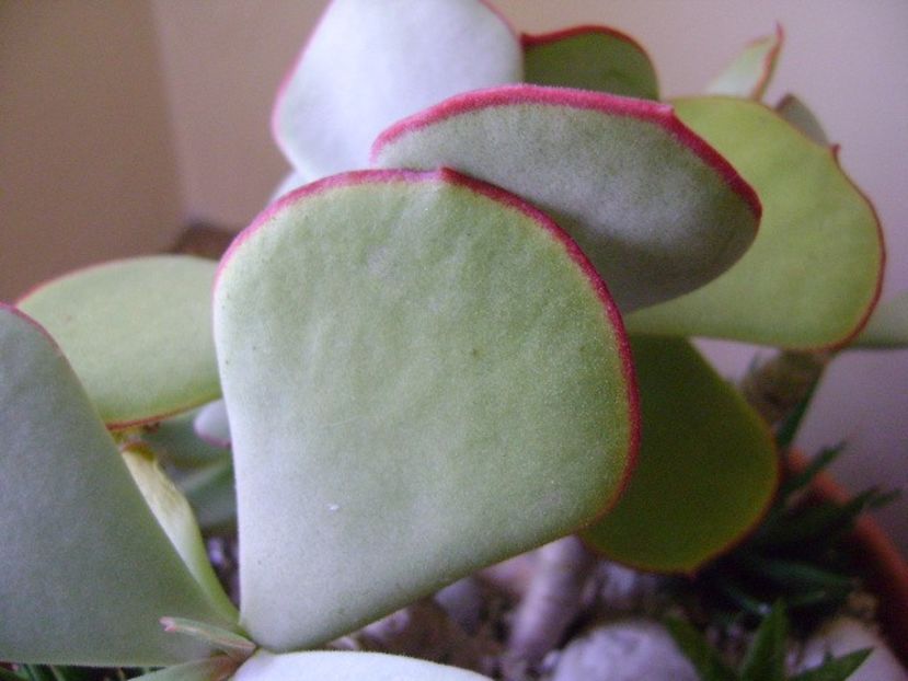 Crassula arborescens - Suculente 2017