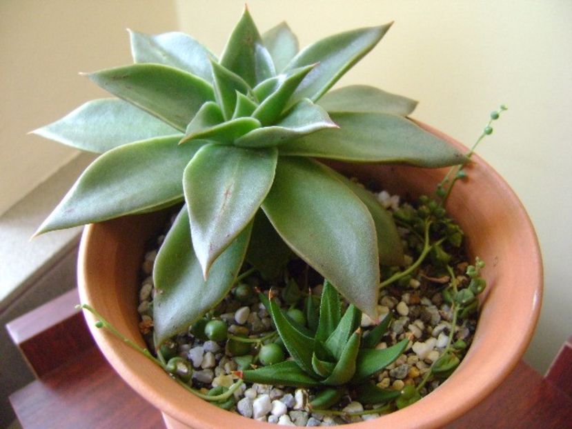 Senecio rowleyanus & Haworthia viscosa - Suculente 2017