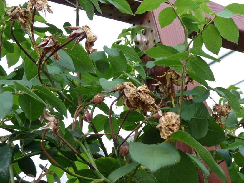 Ultimele flori au prins arsita! - TI_FaLt