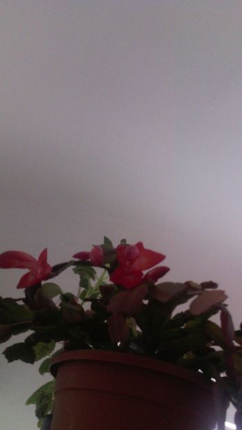  - Schlumbergera 2014-2020