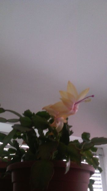  - Schlumbergera 2014-2020