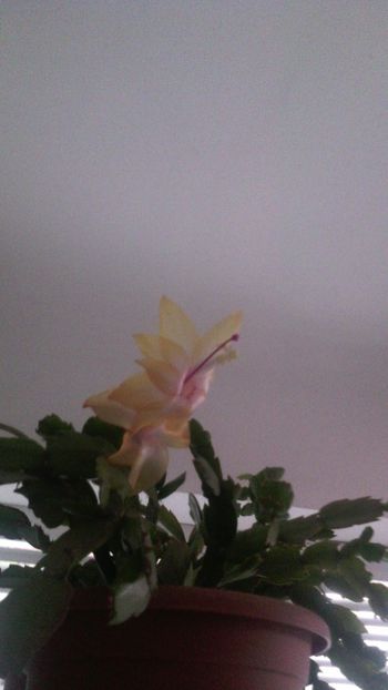  - Schlumbergera 2014-2020