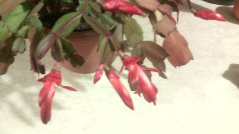  - Schlumbergera 2014-2020