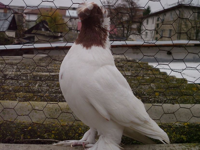  - Un rebut minunat !