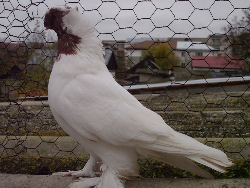  - Un rebut minunat !