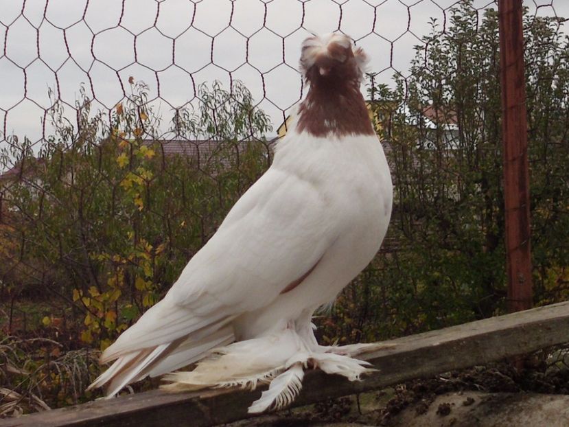  - Un rebut minunat !