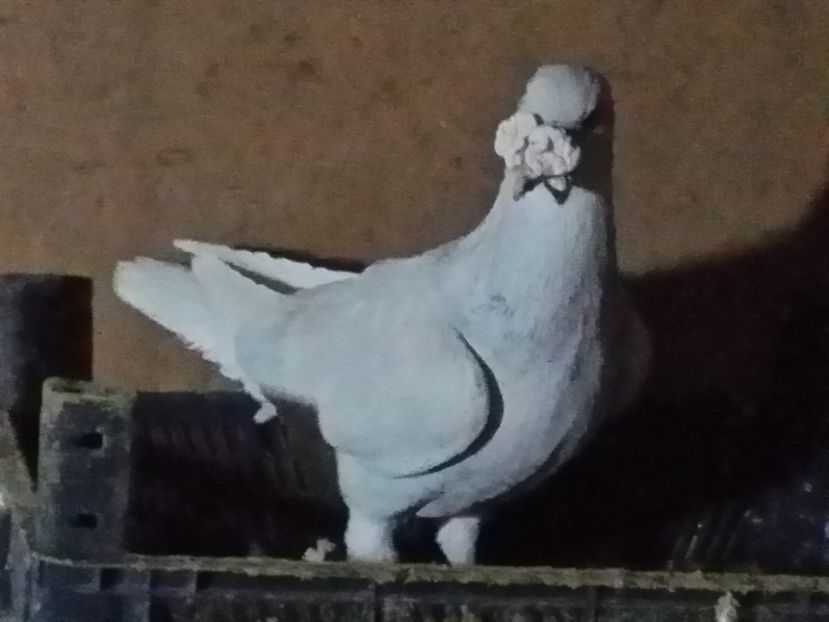 Mascul 2016 - Voiajori ornament