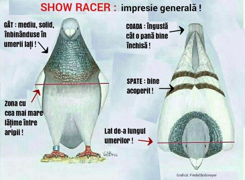  - A2 ȘHOW RACER NR 1 STANDARD