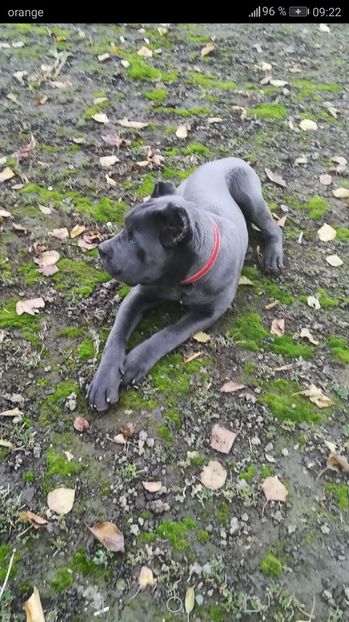 5 LUNI - CANE CORSO BLUE