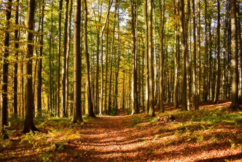  - O toamna ca-n povesti