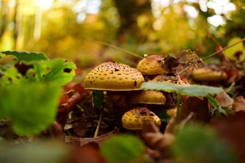  - O toamna ca-n povesti