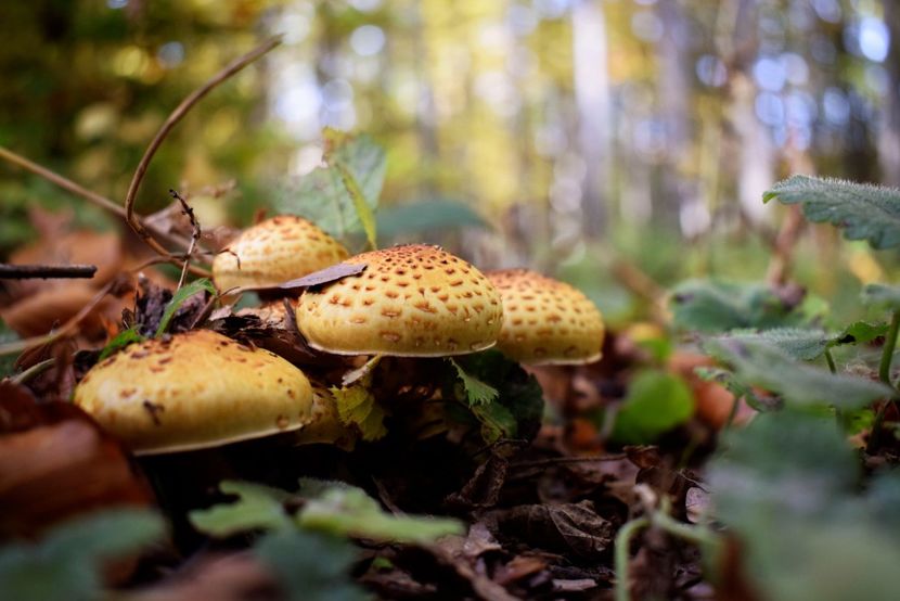  - O toamna ca-n povesti