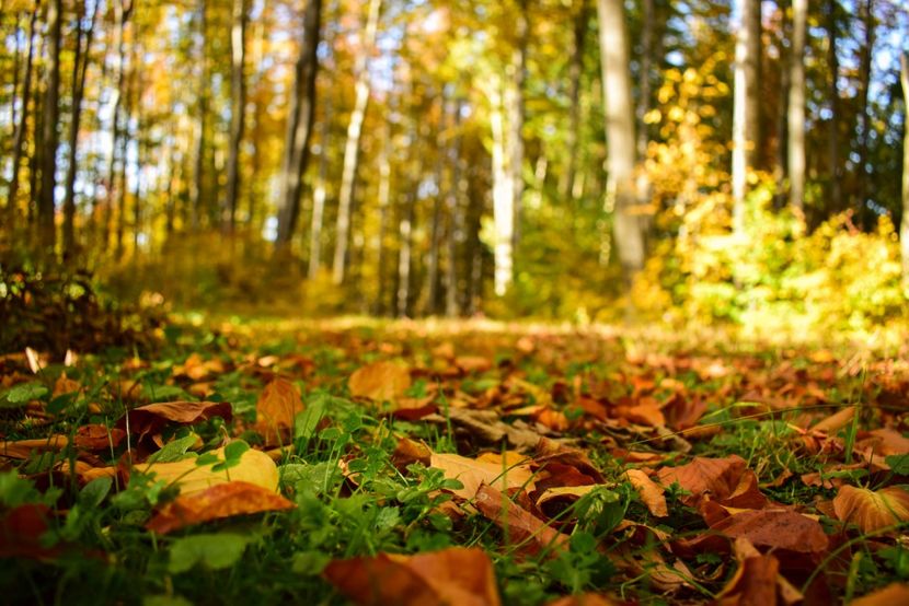  - O toamna ca-n povesti