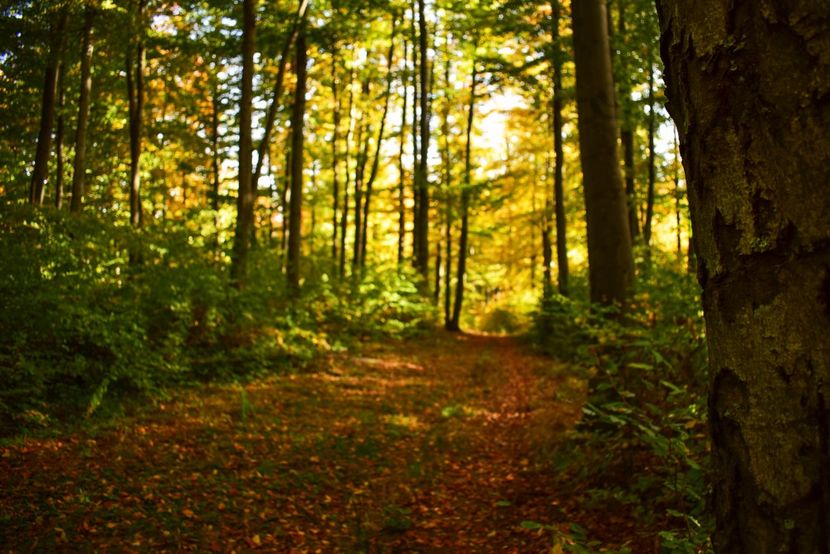  - O toamna ca-n povesti