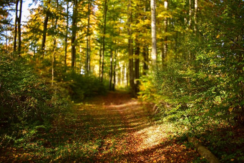  - O toamna ca-n povesti