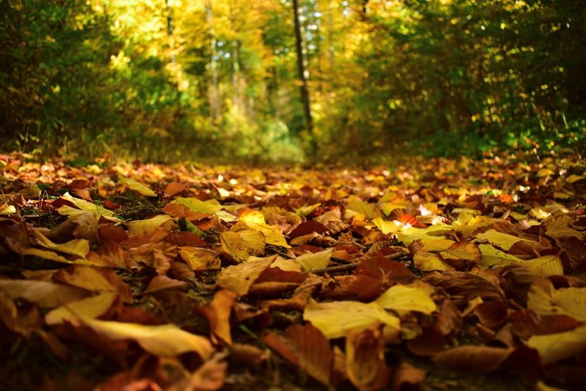  - O toamna ca-n povesti