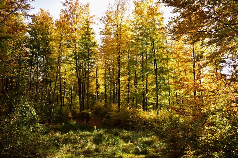  - O toamna ca-n povesti